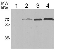HSP70/HSC70 | Heat shock protein 70 in the group Antibodies for Human/Animal / Fish Proteins at Agrisera AB (Antibodies for research) (AS09 592)
